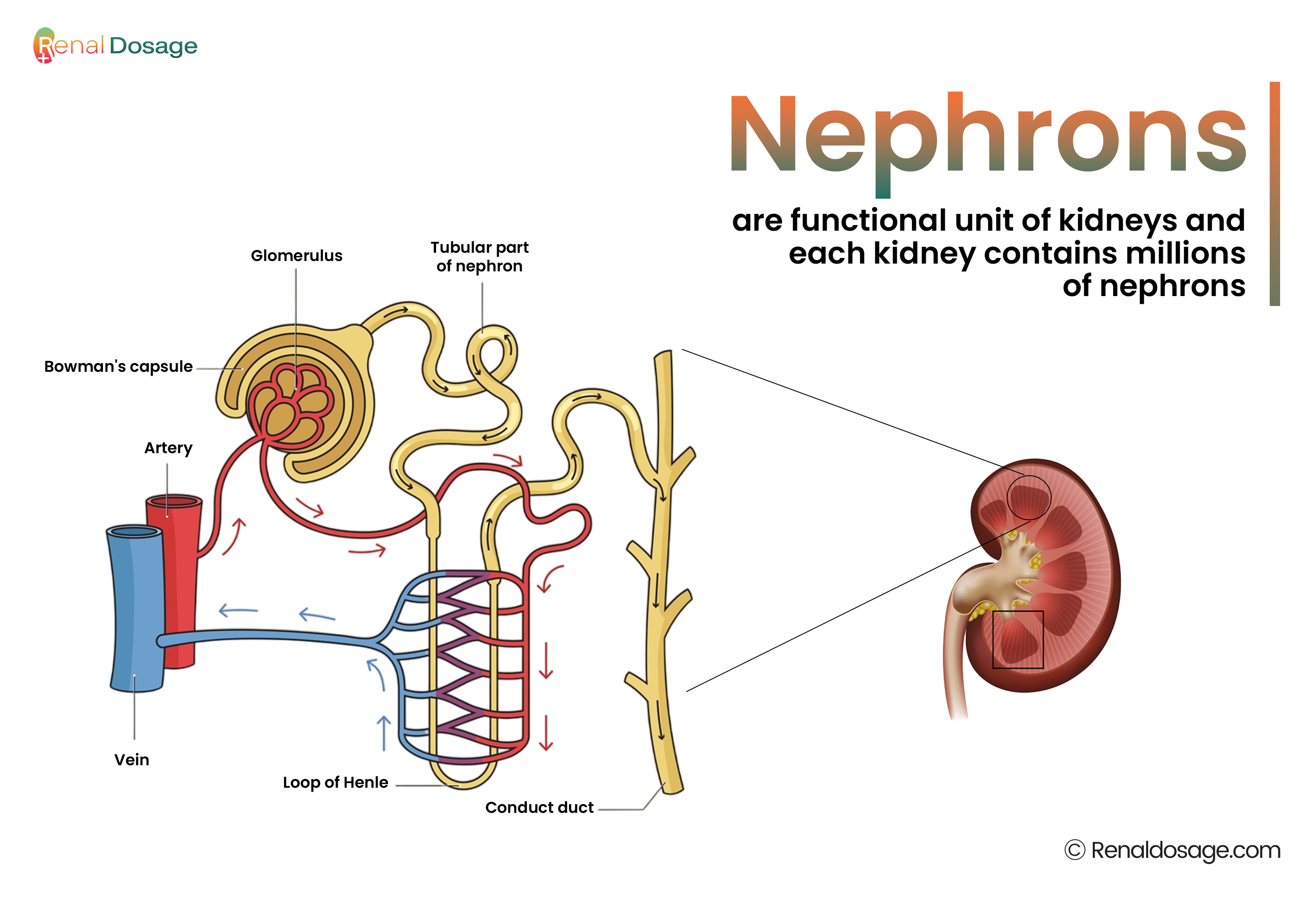 nephrons